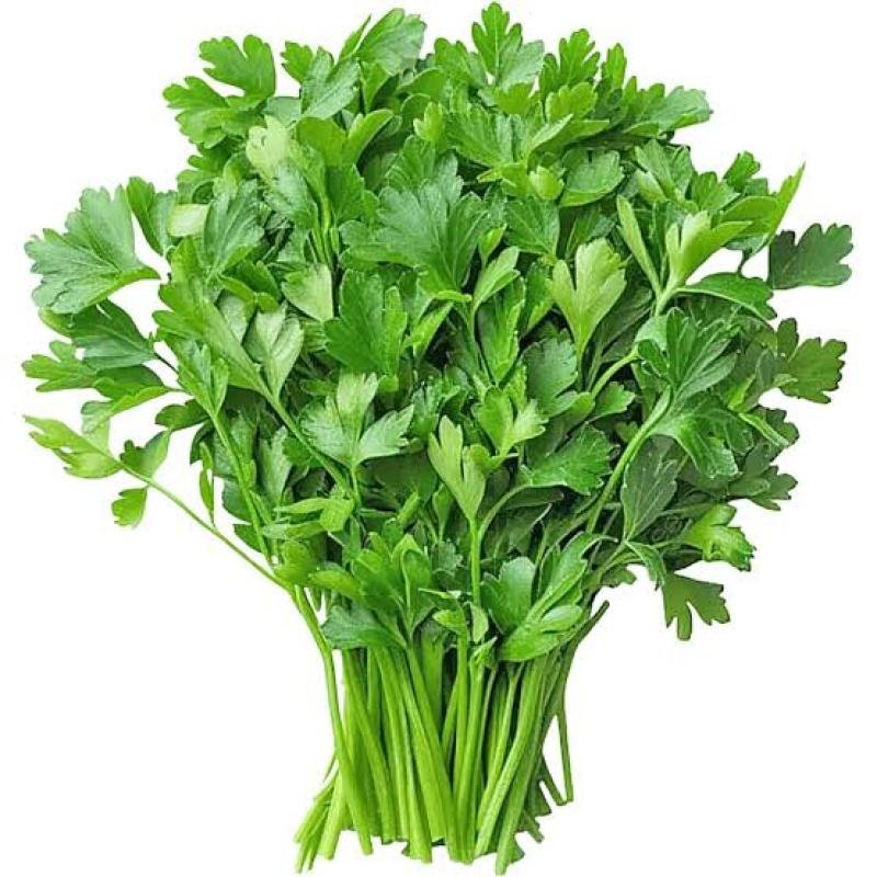 Coriander