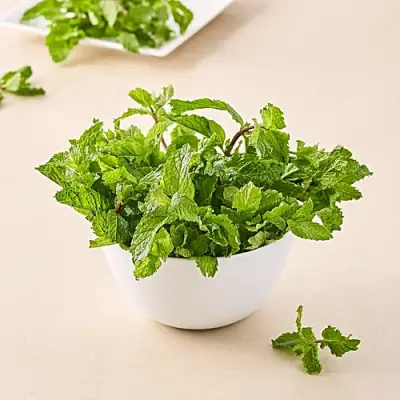 Mint leaves