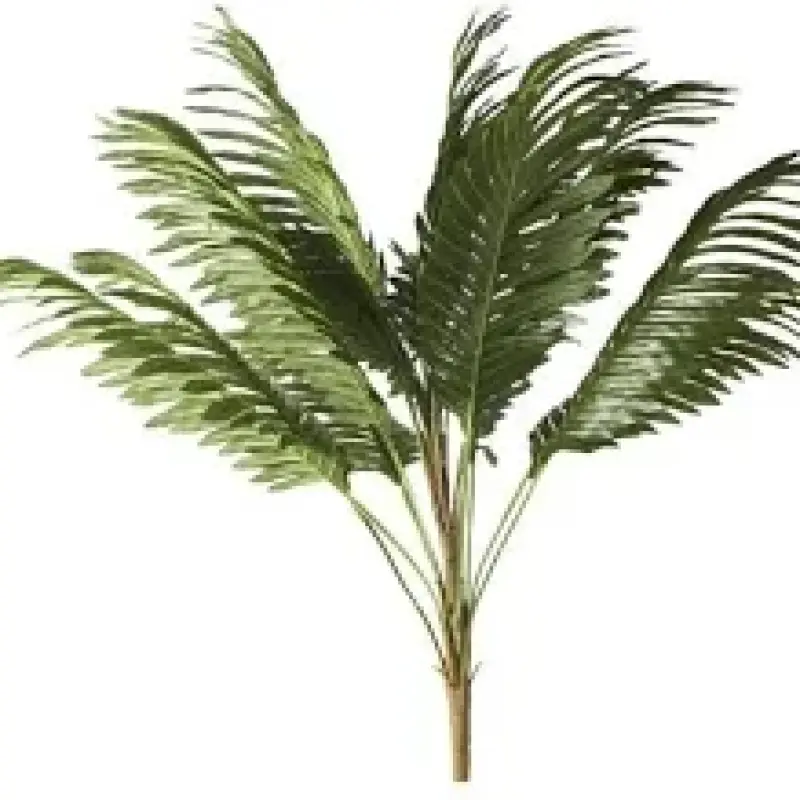 Palm leaves